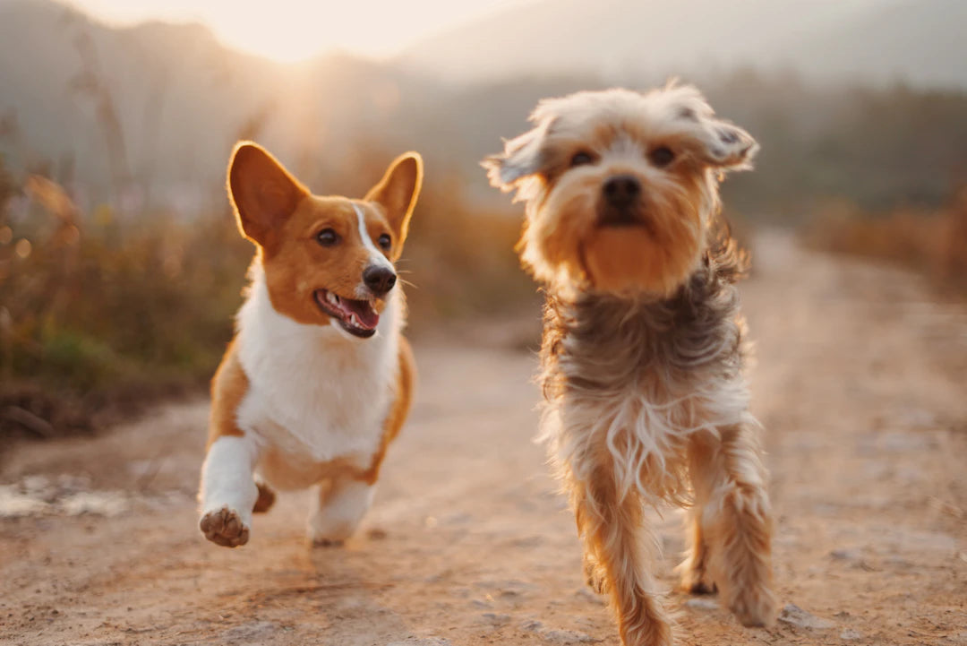 Essential Guide to Understanding Pet Nutrition