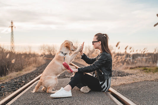 Strengthen Your Bond with Your Pet Essential Tips