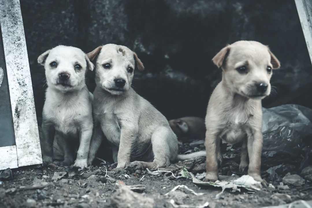 Discover the World of Pet Breeds