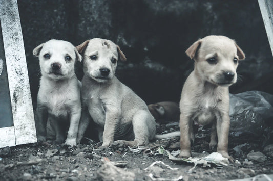 Discover the World of Pet Breeds