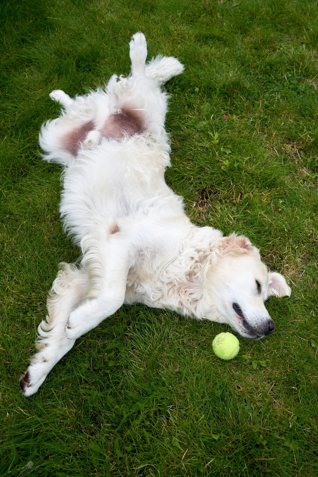 The Role of Play in Pet Development and Health