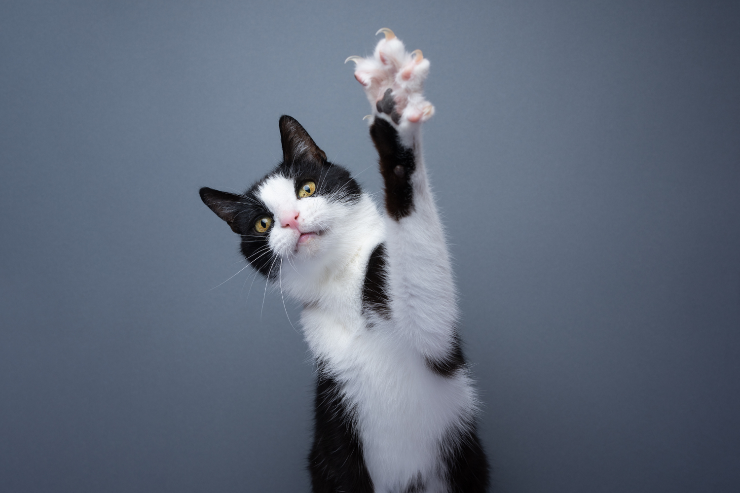 Cat Treats