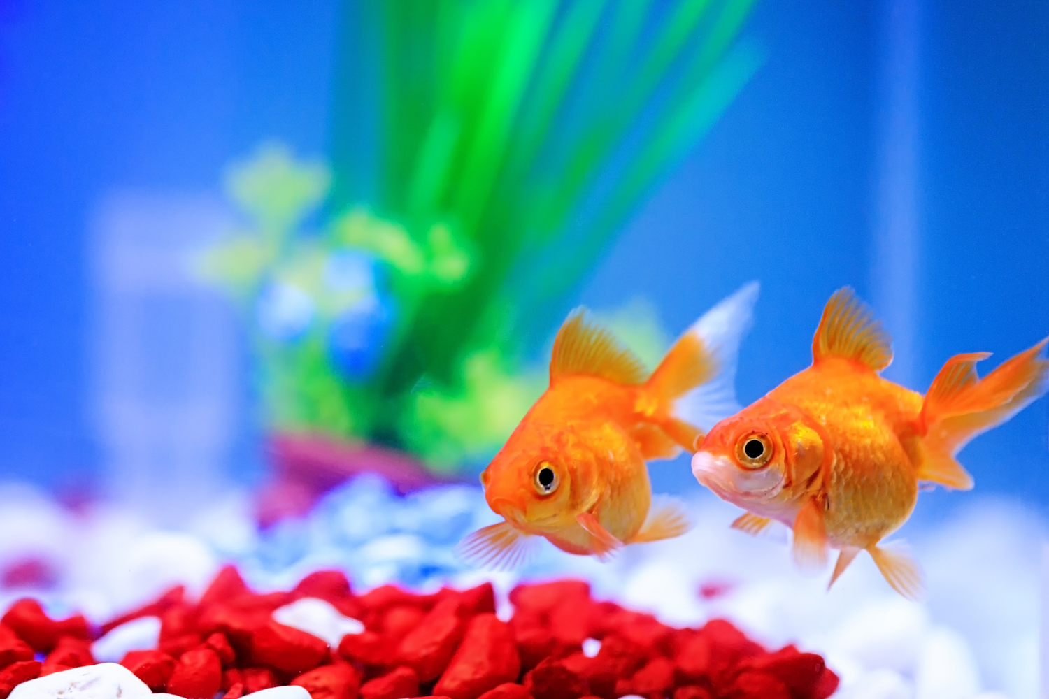 Aquatics