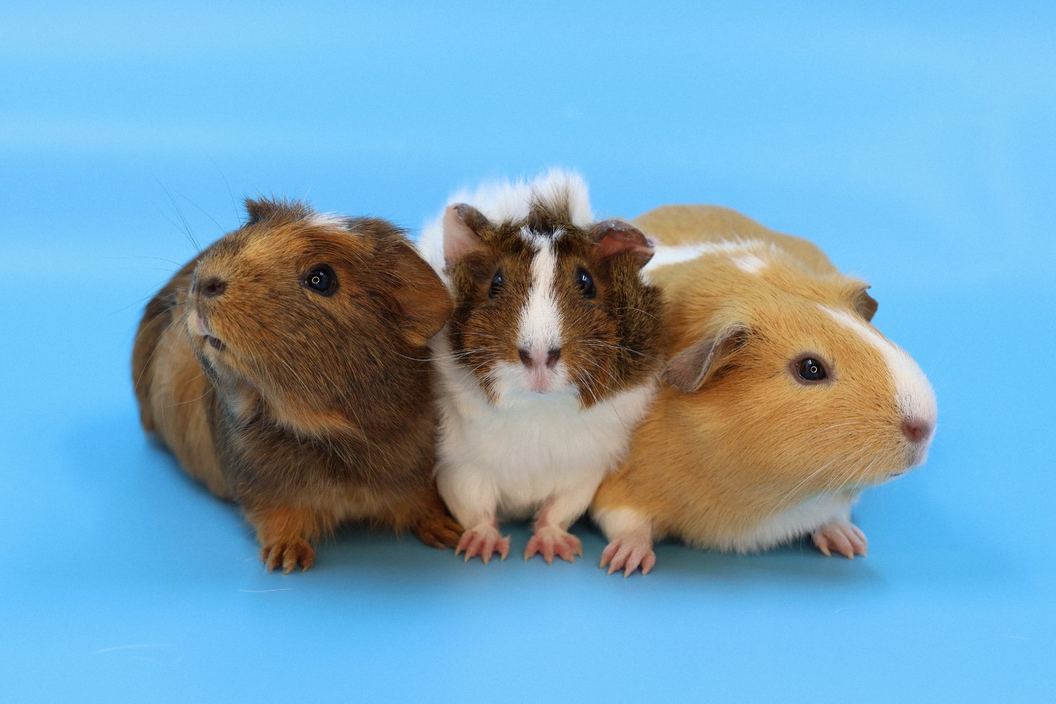 Small Animal Supplies
