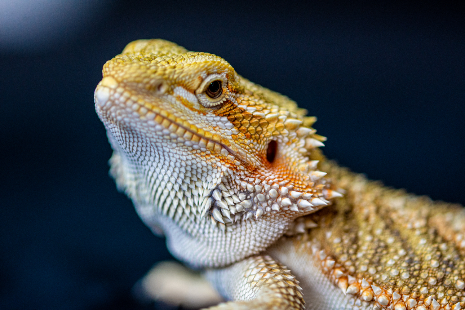 Reptile