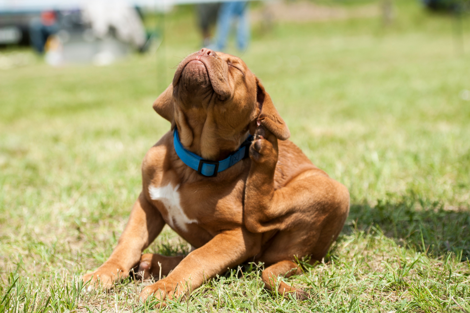 Flea and Tick