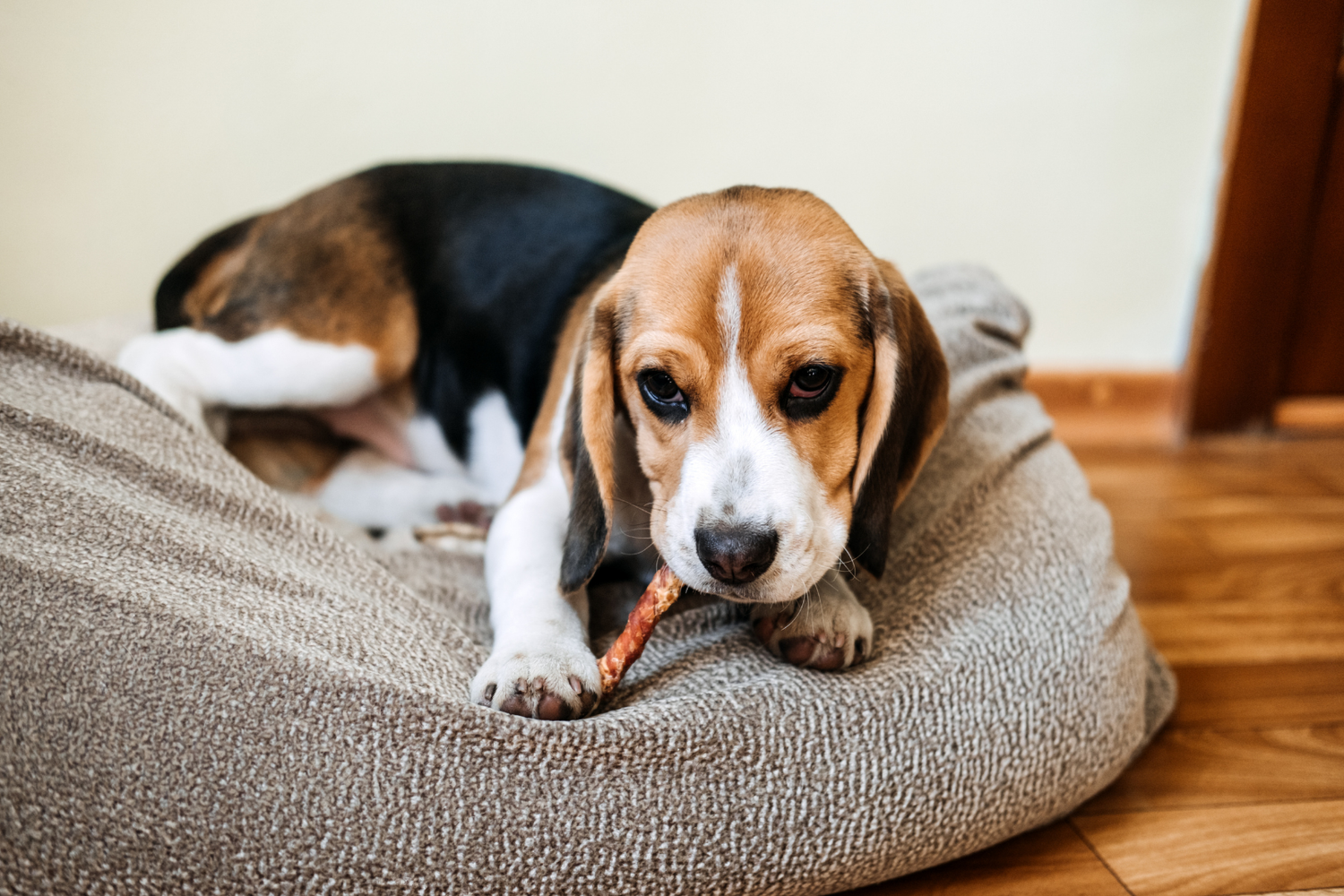 Dog Chews