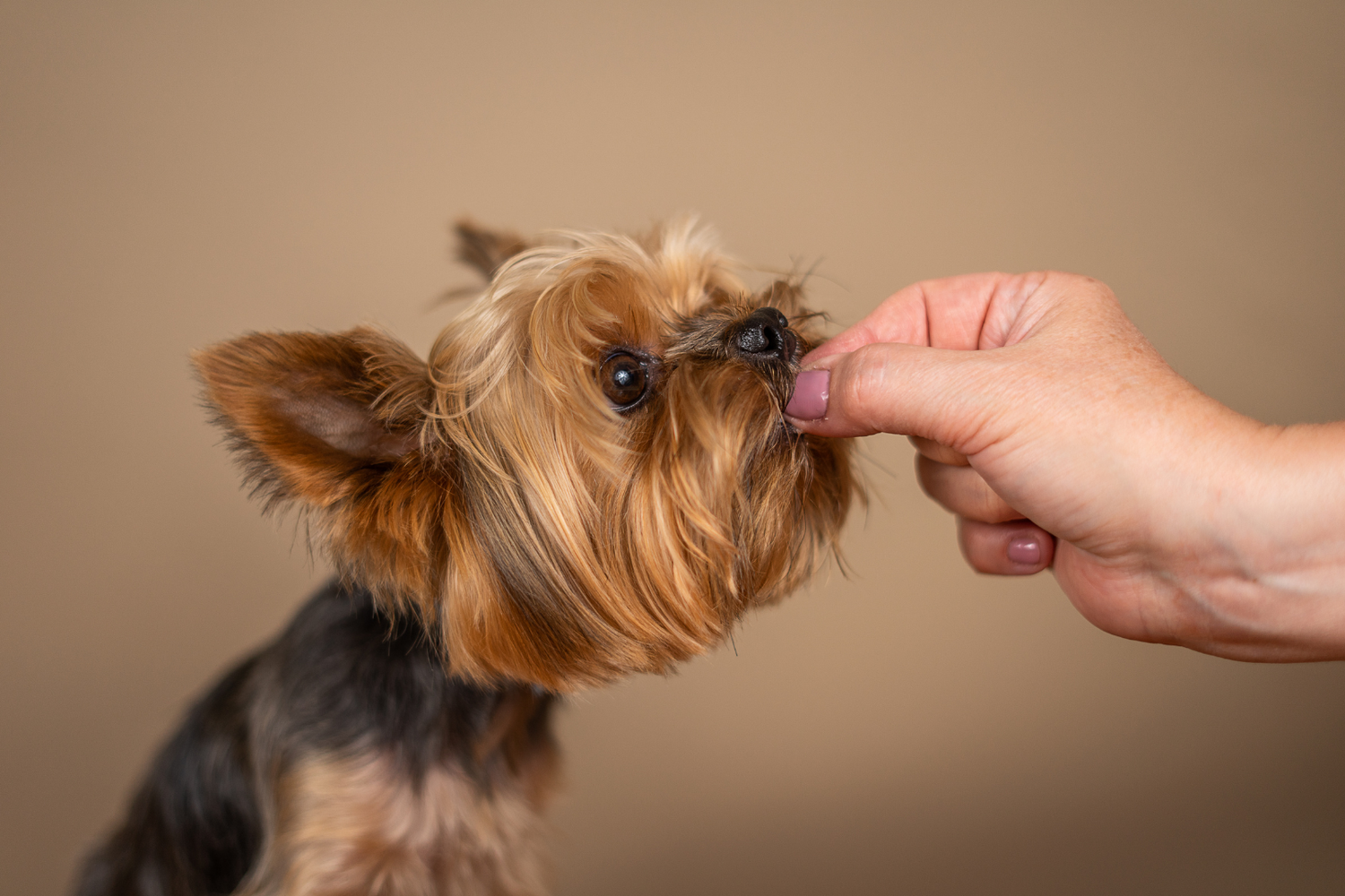 Dog Treats
