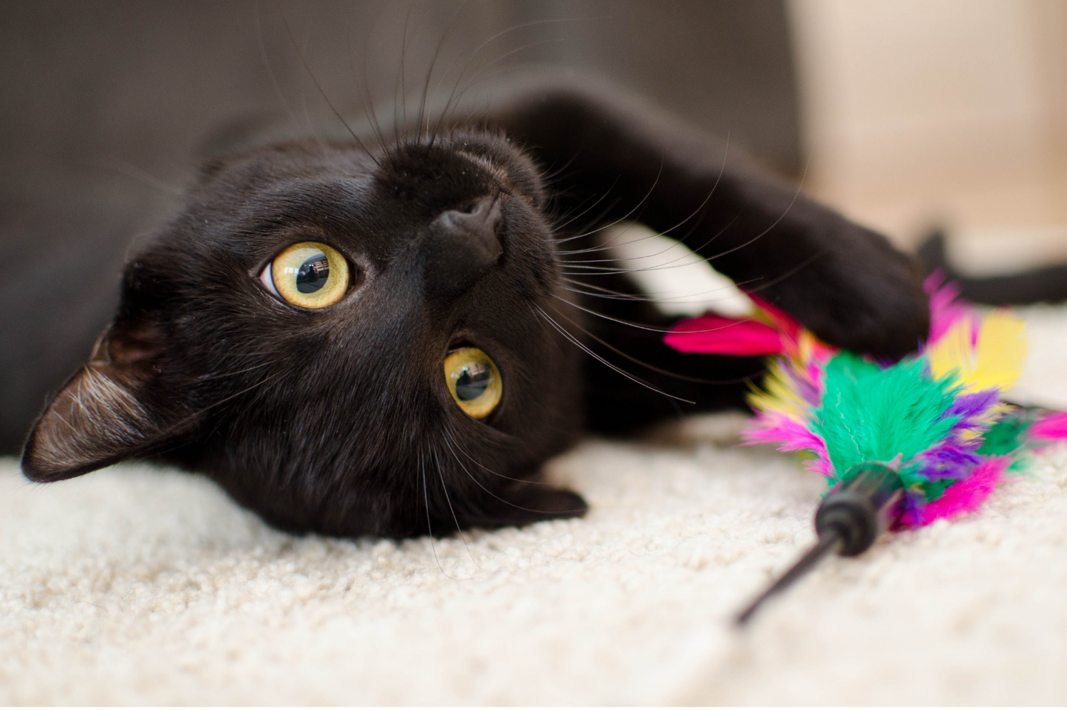 Cat Toys