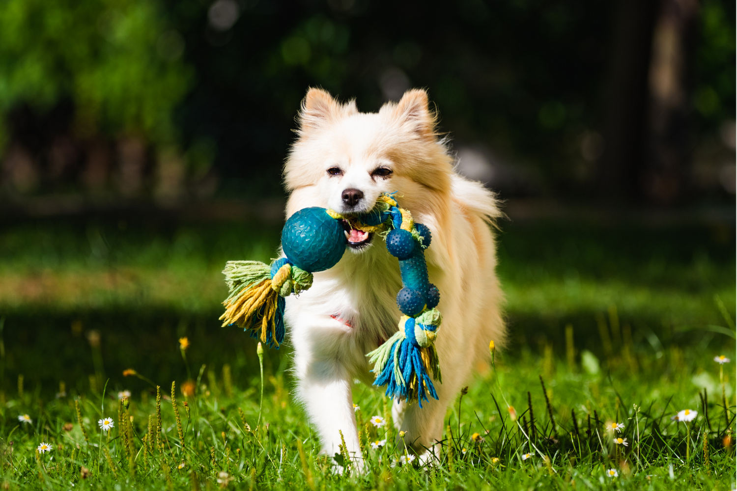 Dog Toys