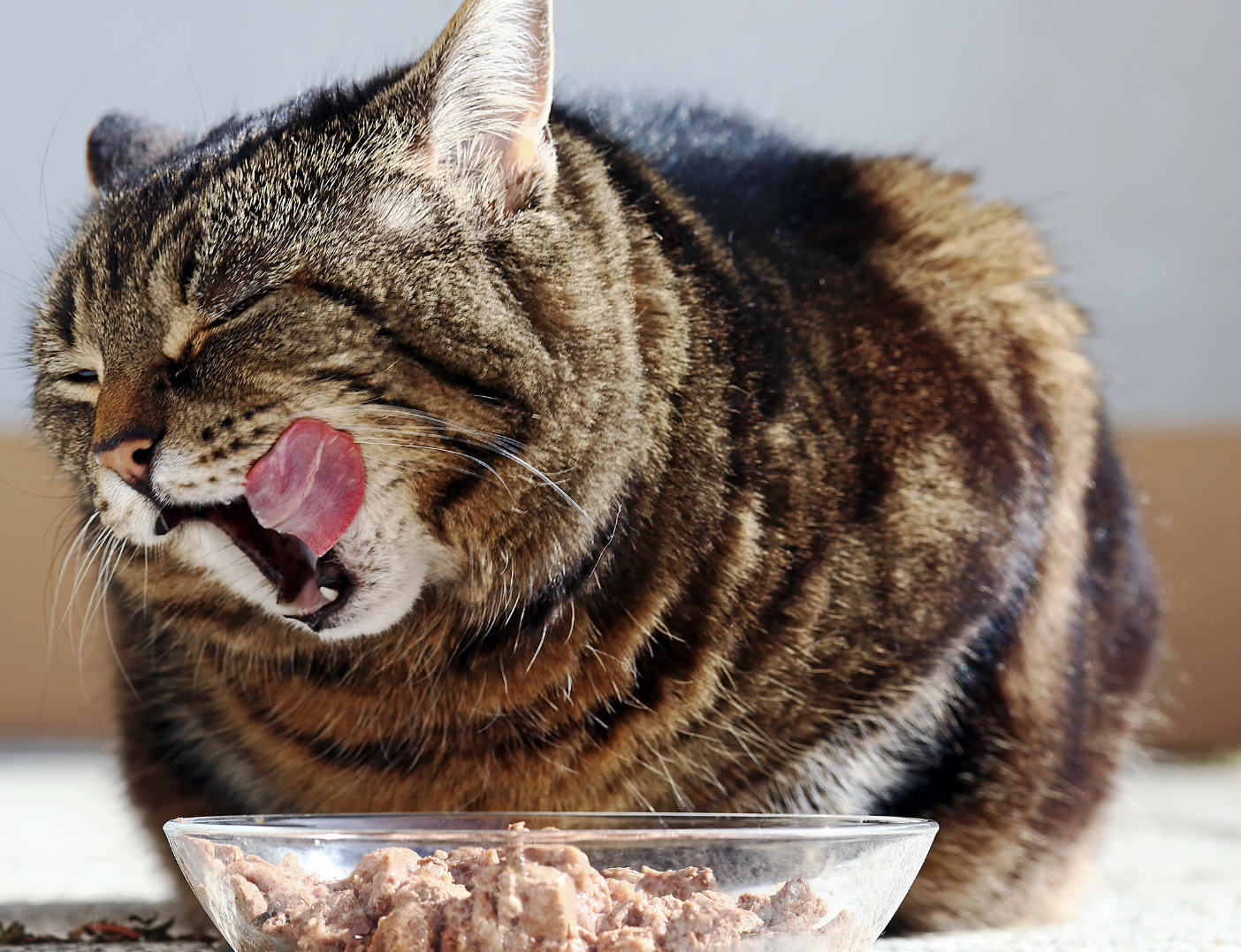 Cat Food