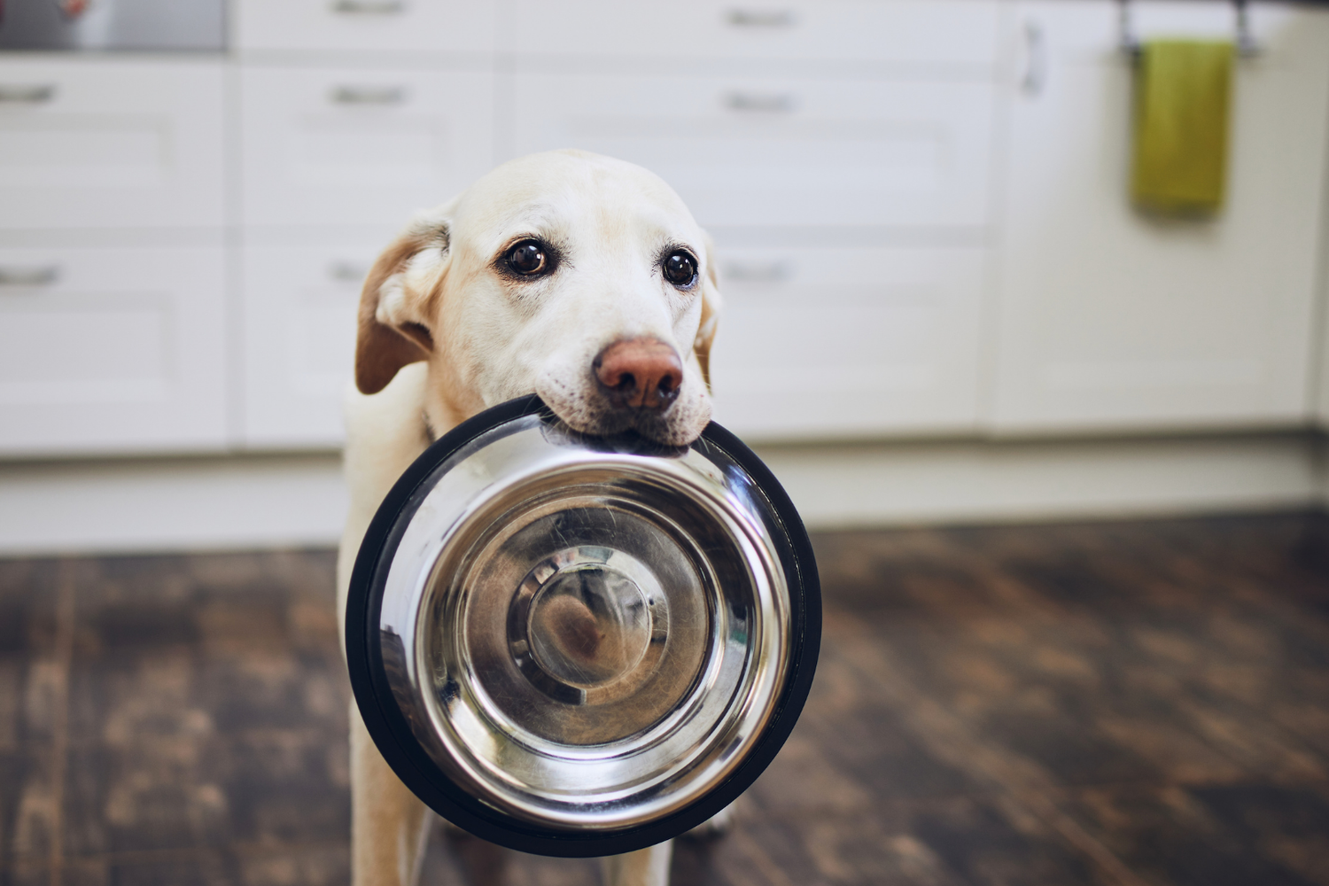 Bowls and Slow Feeders