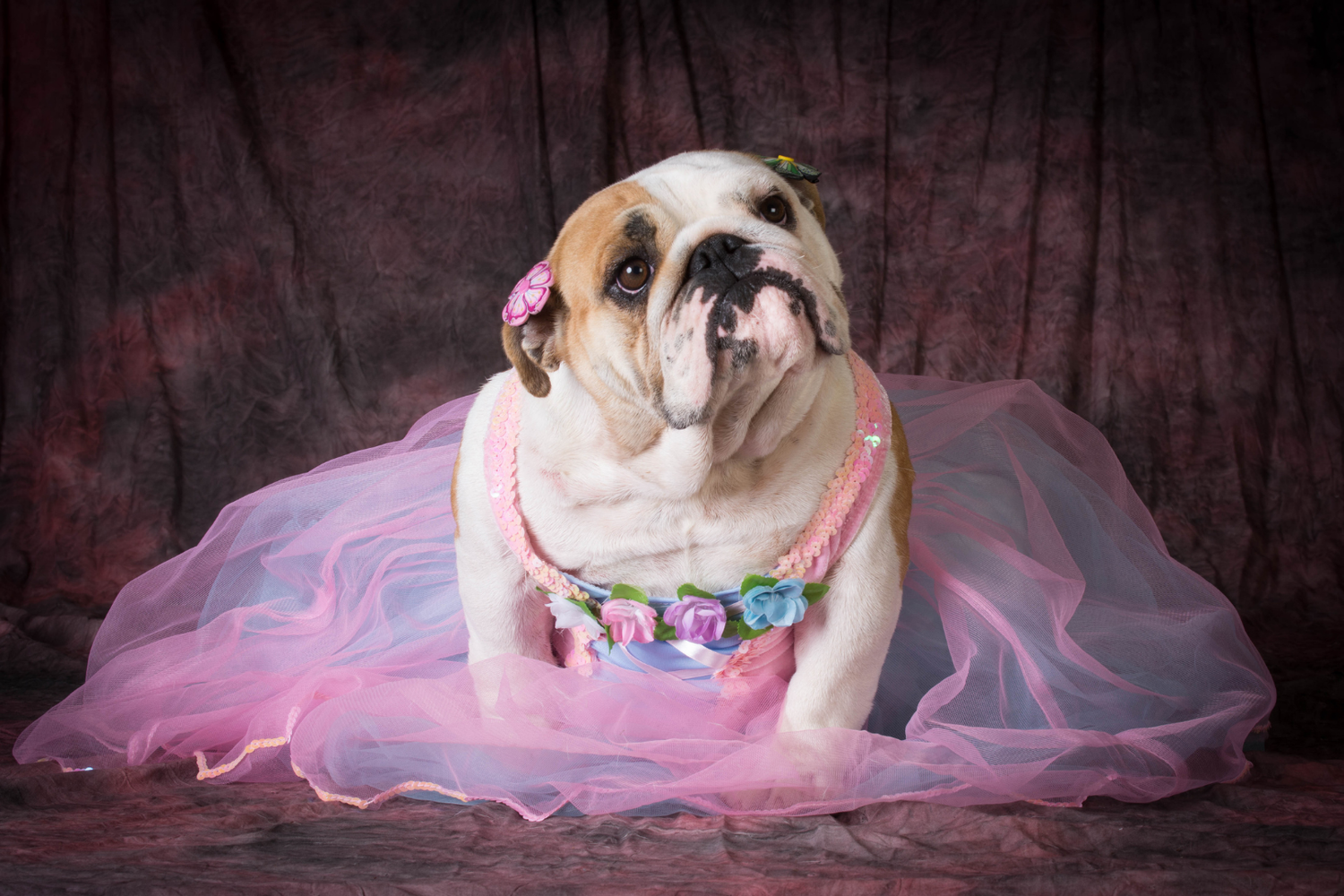 Pet Apparel