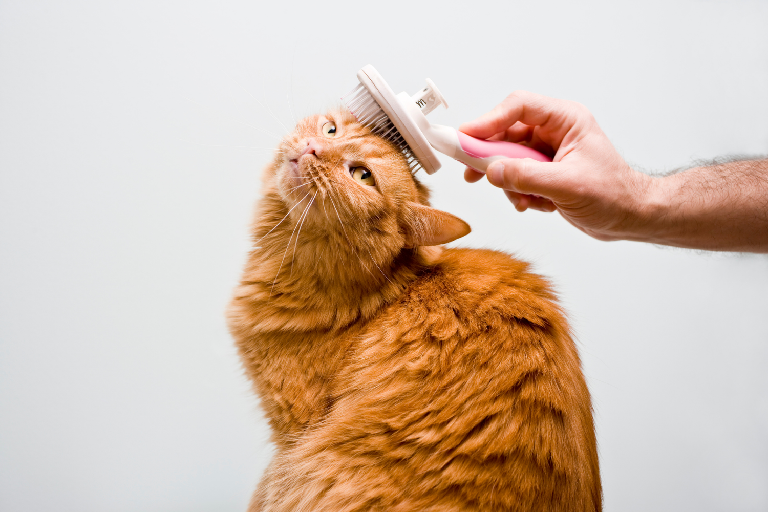 Grooming