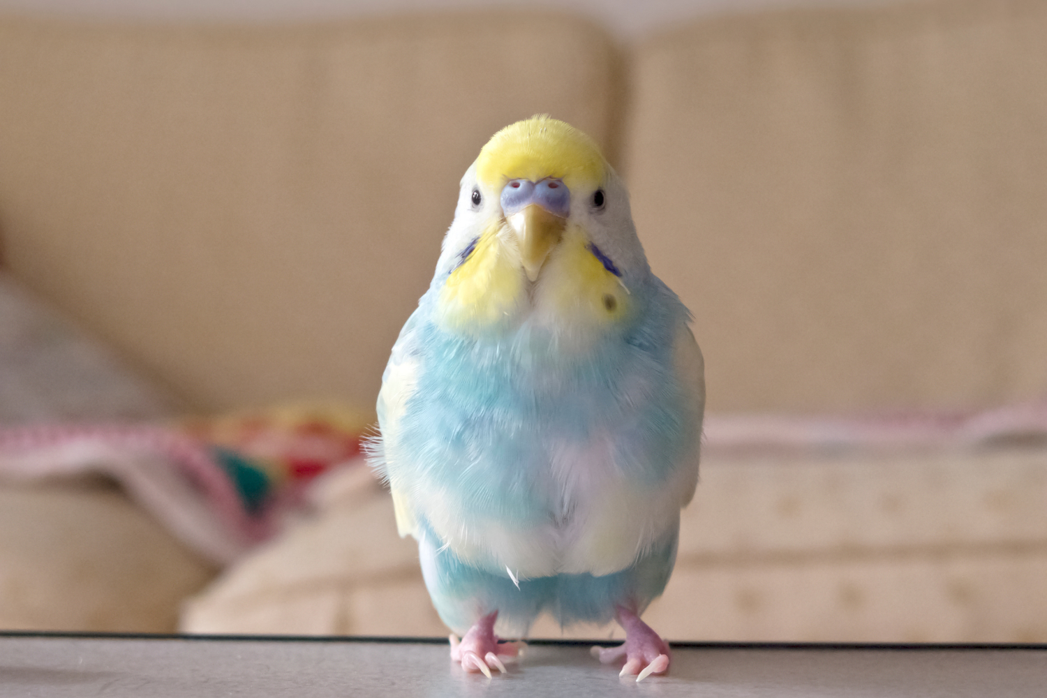 Bird Supplies