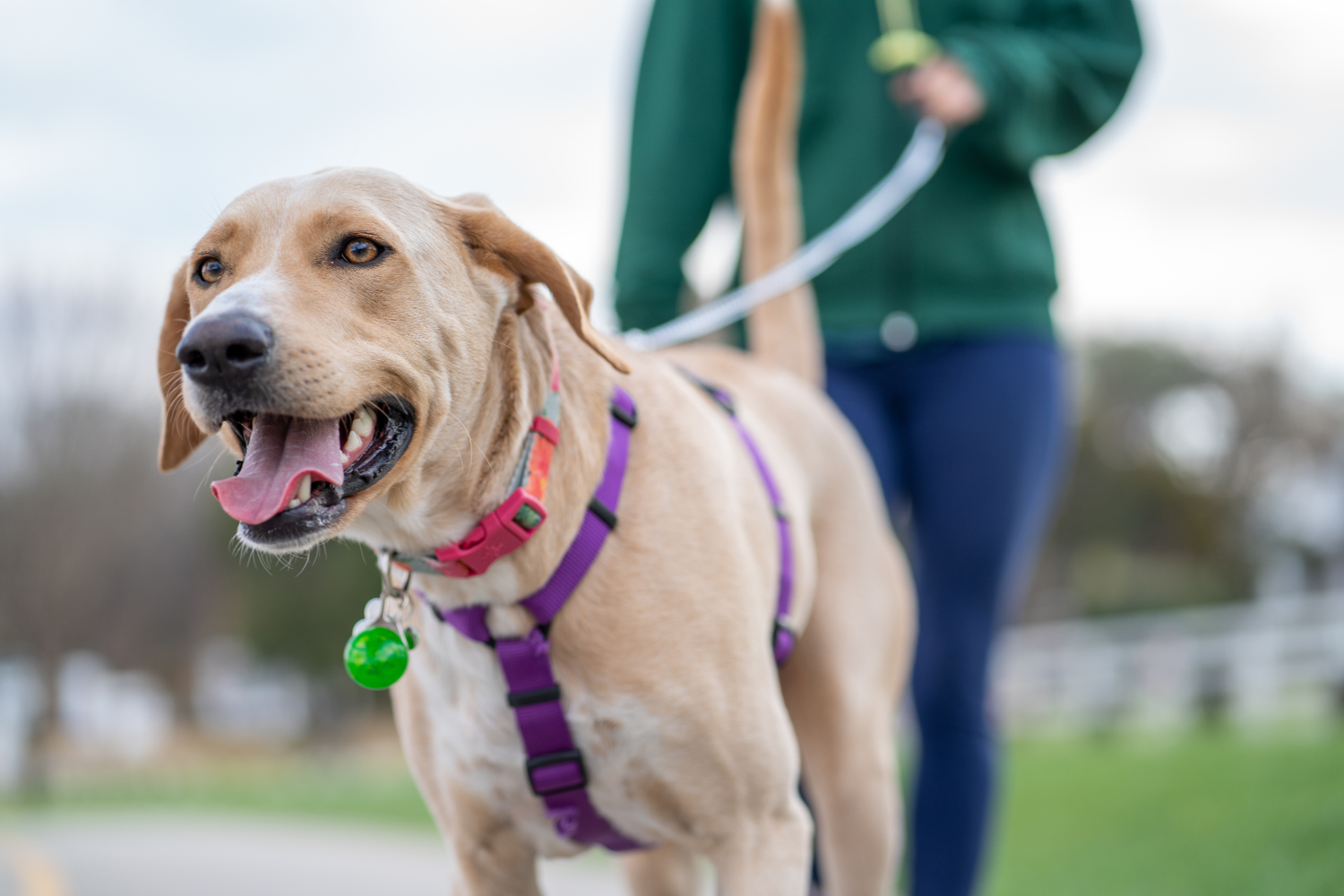 Collars, Harnesses & Leashes