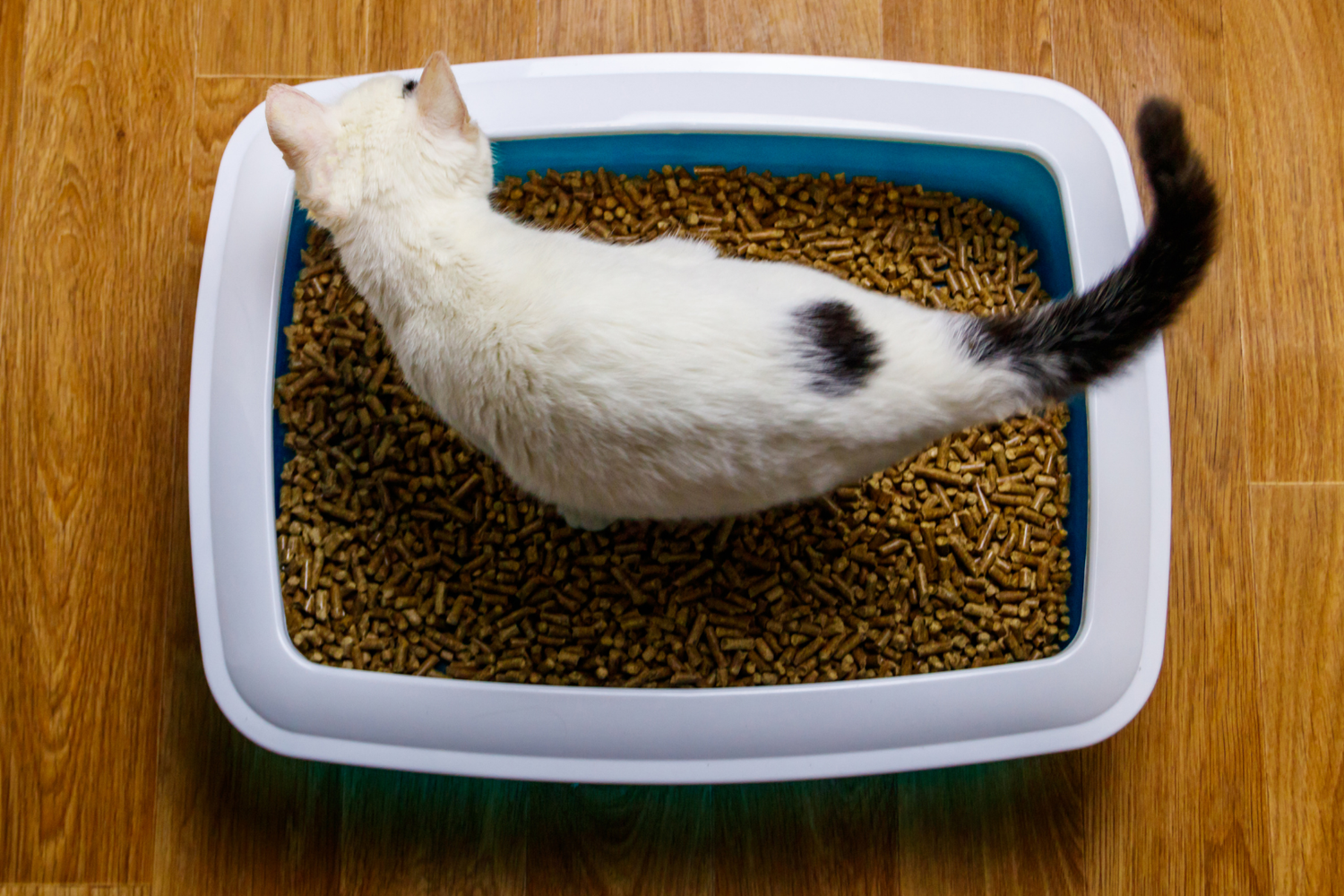 Cat Litter