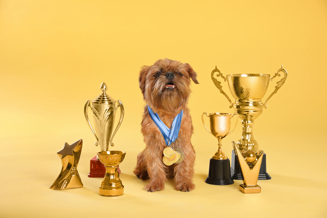 Best in Show