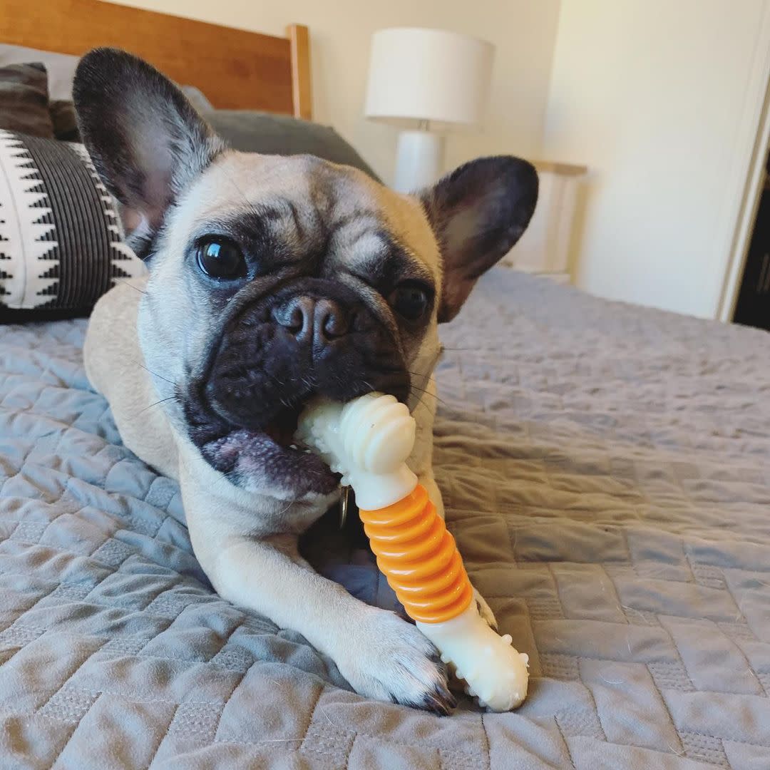 Nylabone PRO Action Dental Power Chew Durable Dog Toy Bacon 1ea/SMall/Regular - Up To 25 Ibs.