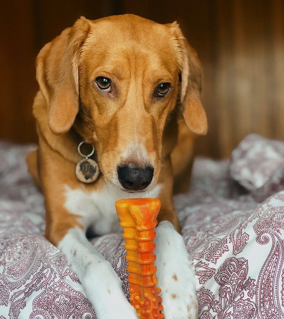 Nylabone Flavor Frenzy Strong Chew Dog Toy Pepperoni Pizza 1ea/XL/Souper - 50+ lb