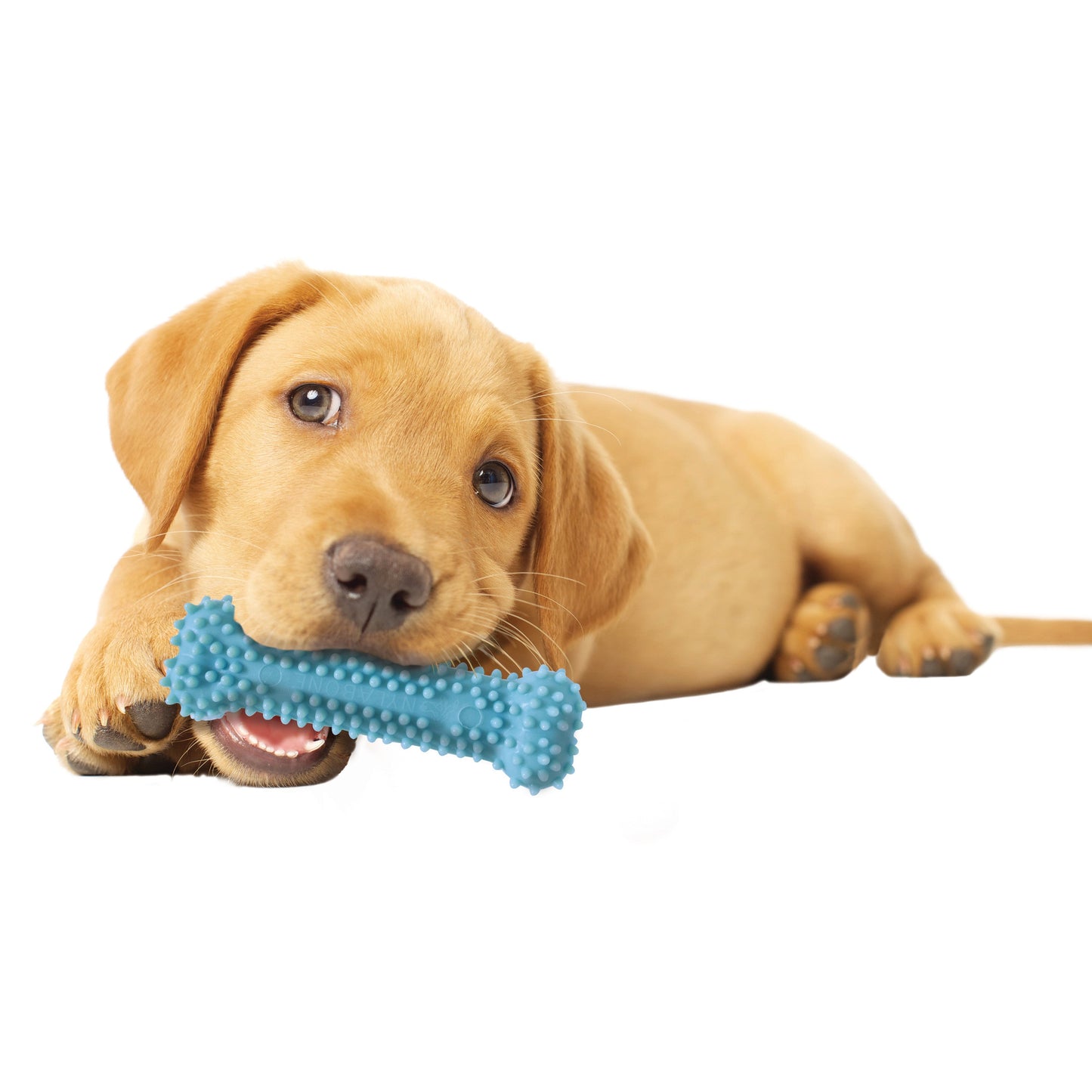 Nylabone Puppy Chew Variety Toy  Treat Triple Pack 3 count, SMall/Regular  Up To 25 Ibs.