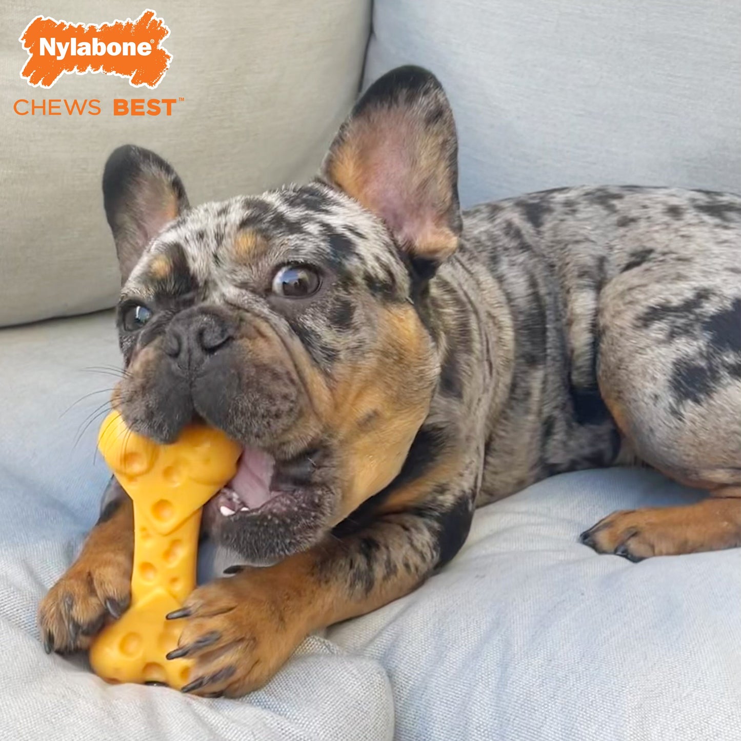 Nylabone Power Chew Cheese Dog Toy Cheese 1ea/Medium/Wolf - Up To 35 lb