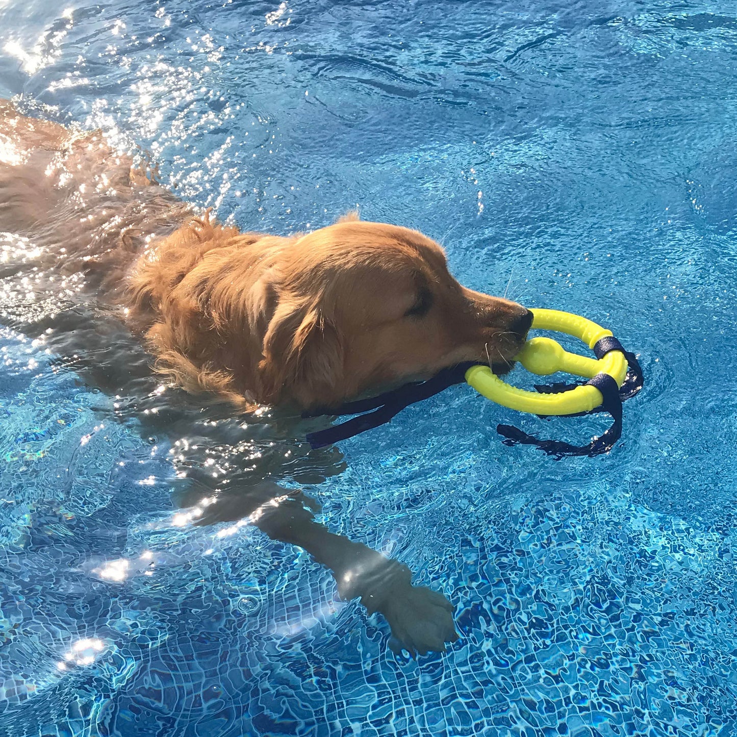 Nylabone Power Play Ring Thing Floatable Dog Toy 1ea/Medium/Wolf - Up To 35 lb