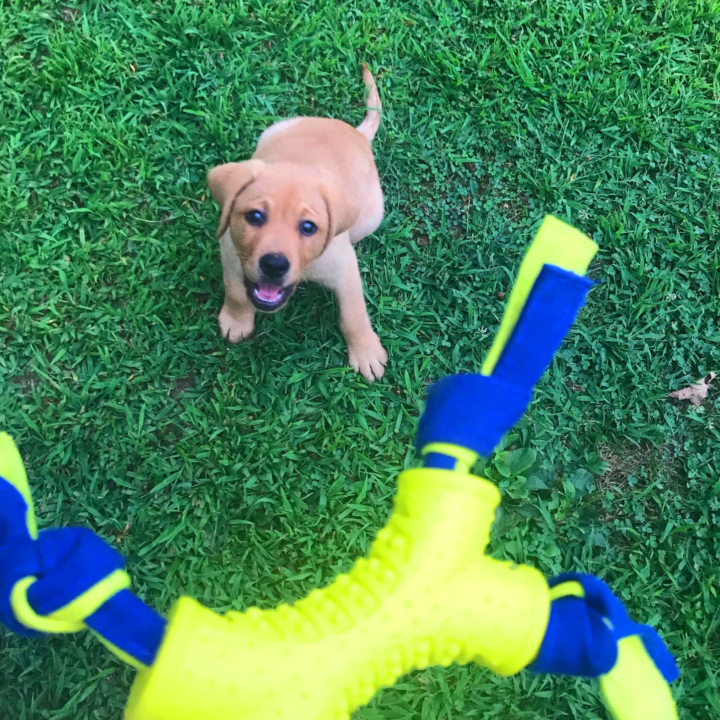 Nylabone Power Play Interactive Dog Toy Shake-a-Toss 1ea/SMall/Regular - Up To 25 Ibs.