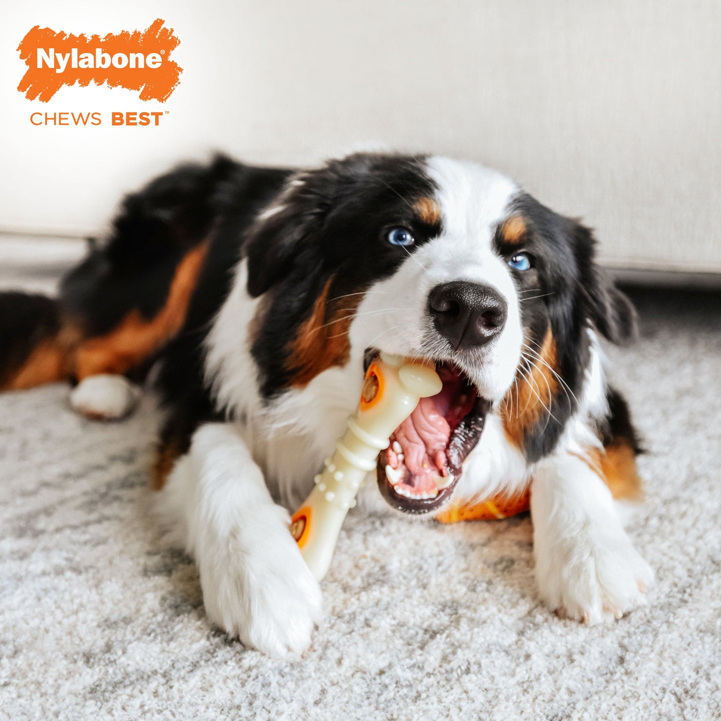 Nylabone Power Chew Knuckle Bone & Pop-In Treat Toy Combo Chicken Pop-In 1ea/Medium/Wolf - Up To 35 lb