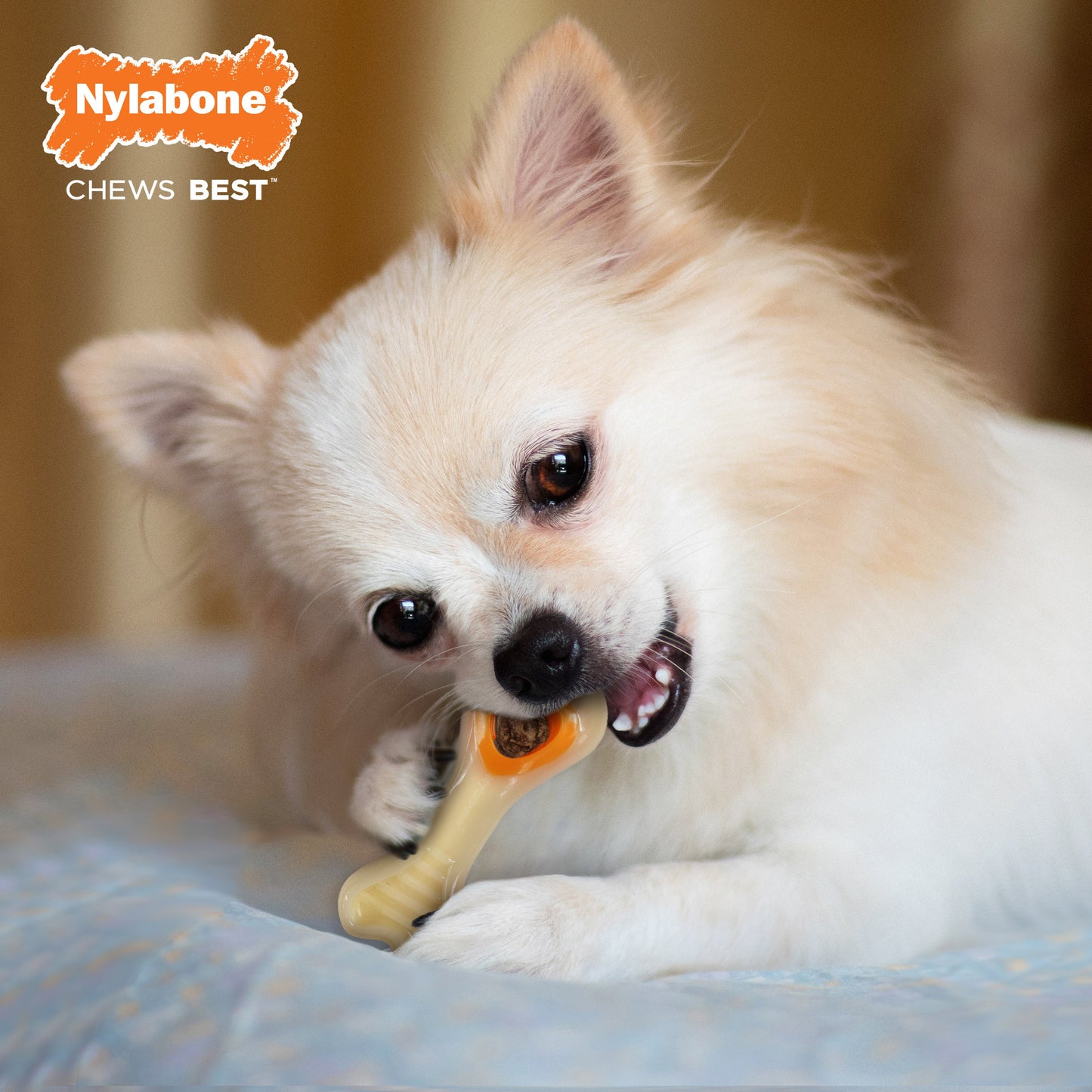 Nylabone Power Chew Knuckle Bone & Pop-In Treat Toy Combo Chicken Pop-In 1ea/XS/Petite - Up To 15 lb