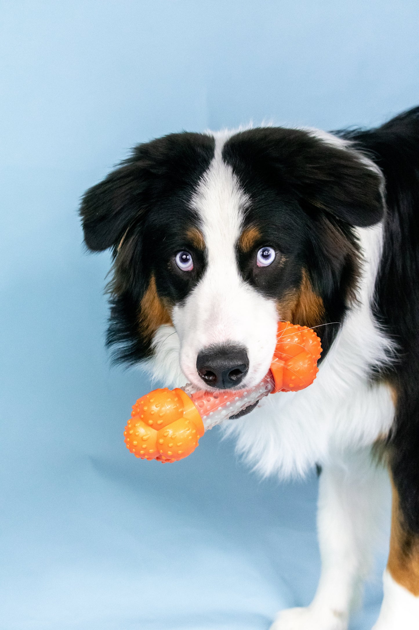 Nylabone Sneaky Snacker Dog Treat Toy Bacon Sneaky Snacker 1ea/Large/Giant - Up To 50 lb