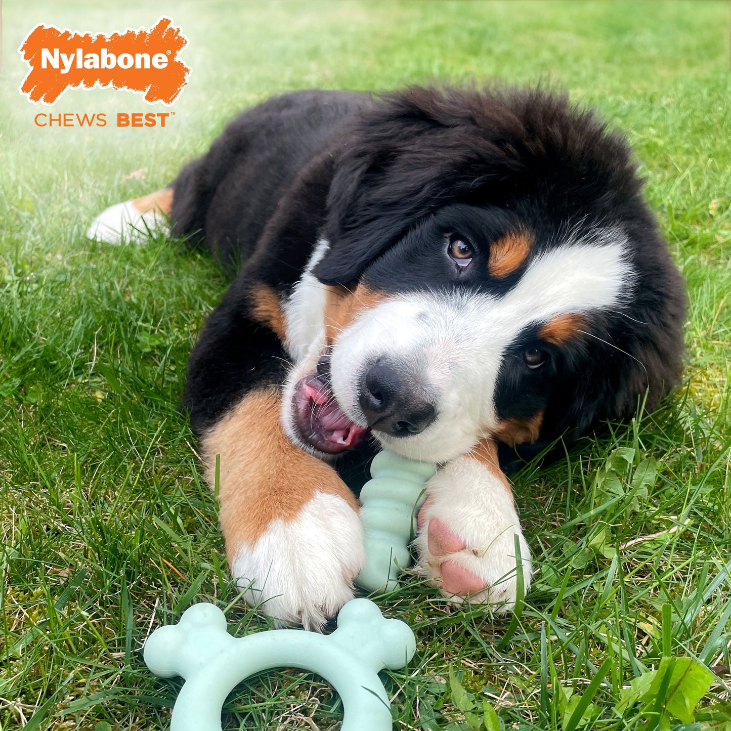 Nylabone Sensory Material Puppy Teething Ring Chicken, 1ea/Small/Regular - Up To 25 Ibs.